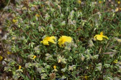 Helianthemum hirtum