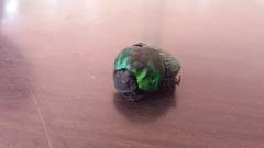 Oxysternon conspicillatum