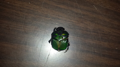 Oxysternon conspicillatum