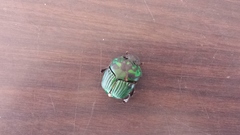 Oxysternon conspicillatum