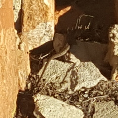 Trachylepis capensis