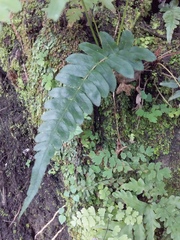 Blechnum orientale