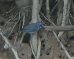 Hypocnemoides melanopogon