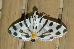 Pycnarmon jaguaralis