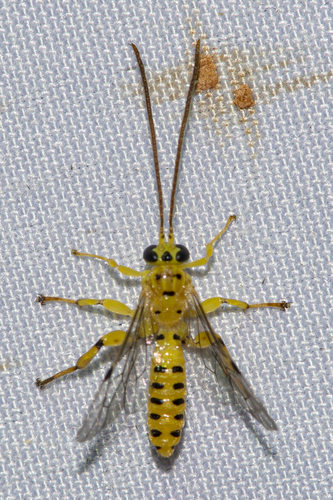 Xanthopimpla clivulus