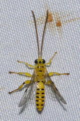 Xanthopimpla clivulus