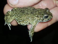 Vandijkophrynus angusticeps