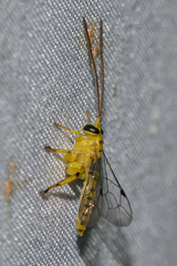 Xanthopimpla clivulus