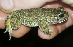 Vandijkophrynus angusticeps