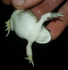 Vandijkophrynus angusticeps