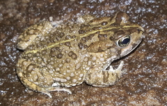 Vandijkophrynus angusticeps