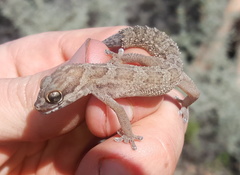 Pachydactylus formosus