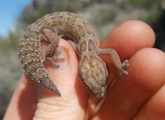 Pachydactylus formosus