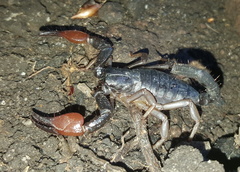 Opistophthalmus