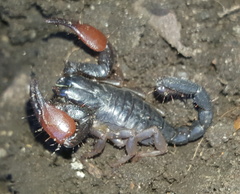 Opistophthalmus