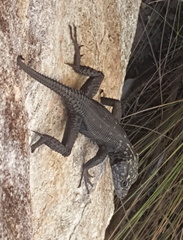 Hemicordylus capensis