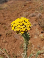 Phymaspermum athanasioides