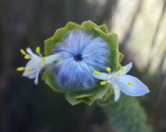 Lachnaea filamentosa