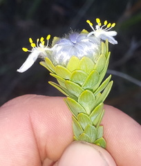 Lachnaea filamentosa