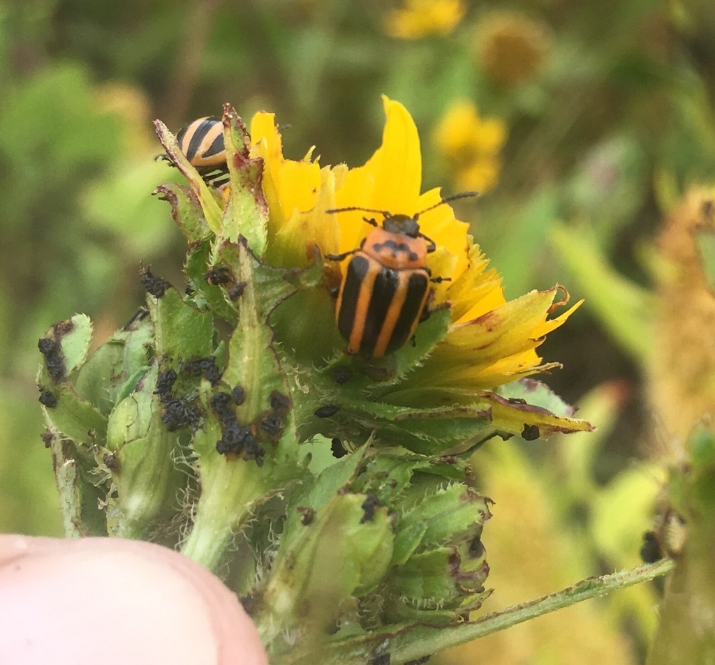 Coreopsis Beetle from Bow, Bow, WA, US on August 19, 2020 at 02:43 PM ...