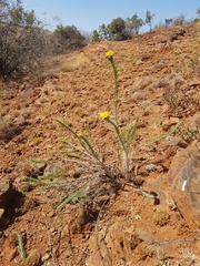 Phymaspermum athanasioides