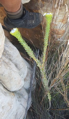 Lachnaea filamentosa