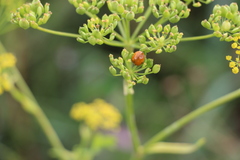 Harmonia axyridis