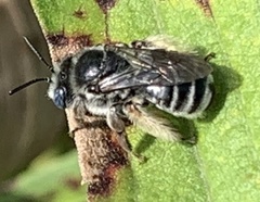 Melissodes denticulatus