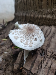 Fungi