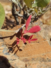 Searsia magalismontana magalismontana