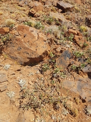 Searsia magalismontana magalismontana