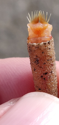 Representative image of Lagis