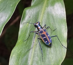 Cosmodela barmanica