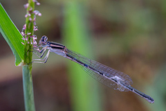 Enallagma doubledayi