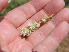 Thymus lacaitae