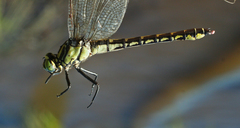 Shaogomphus schmidti