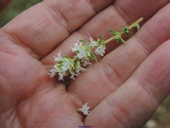 Thymus lacaitae