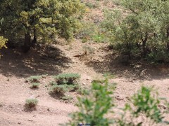 Astragalus granatensis