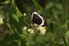 Limenitis arthemis rubrofasciata