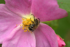 Trichiotinus assimilis