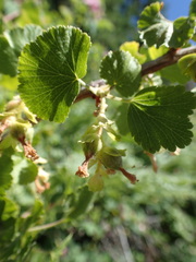 Ribes cereum cereum