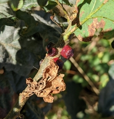 Disholcaspis mellifica