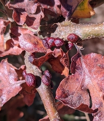 Disholcaspis mellifica