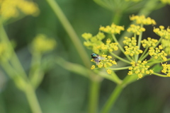 Lucilia sericata