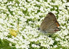Satyrium acadica