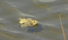 Saltmarsh Sparrow photo 4