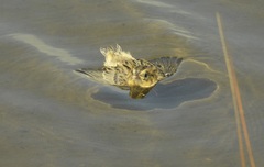 Saltmarsh Sparrow photo 5