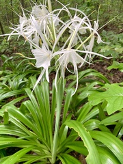 Hymenocallis occidentalis