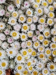 Helichrysum cerastioides