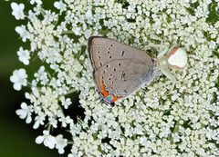 Satyrium acadica